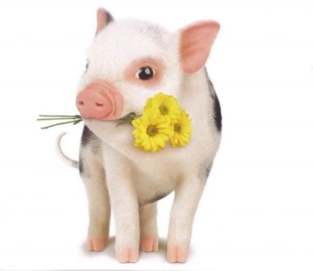 属龙的生什么属相最旺，夫妻都是属龙会相克吗