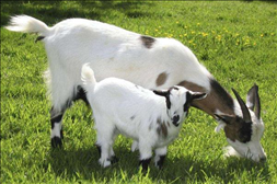 属羊的特征是什么，生肖是羊的人有什么特征