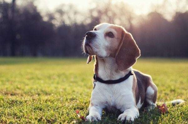 属猴的男人更佳配偶,属猴男彻底爱上一个人