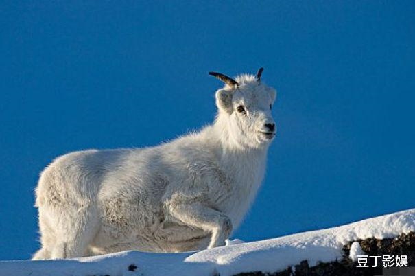 属羊人做什么行业发财，2003年羊适合什么工作