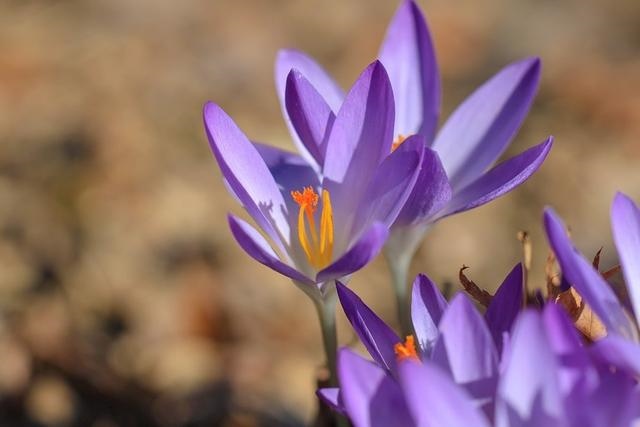 022年上半年运势,2022年运势12生肖运势"