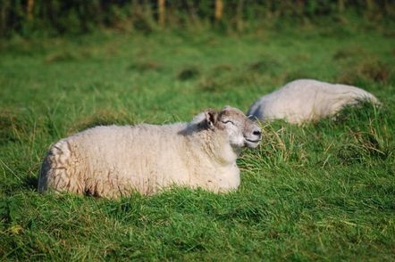 991年的羊今年运势，生肖羊1991年运势大全"