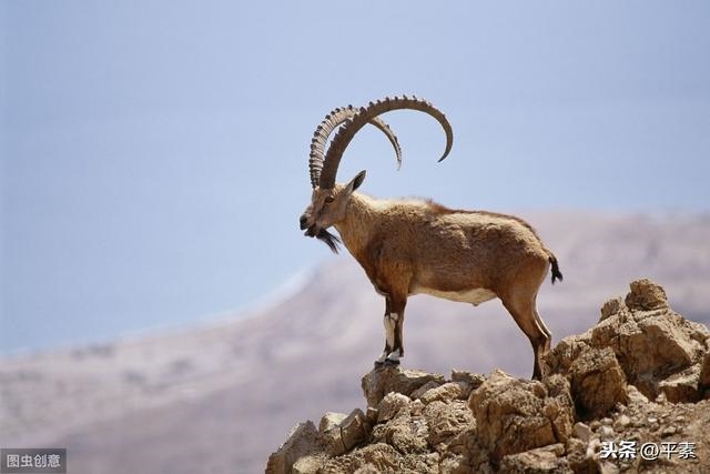 十二生肖命运表，命运独单的生肖