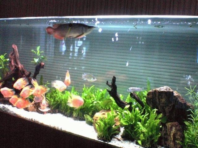 4狗男95猪女结婚，90马男和95猪女"