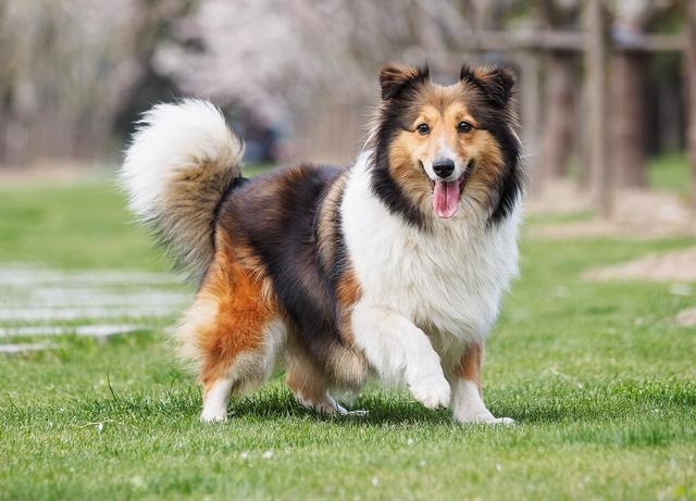 狗狗年龄对照表，狗狗年龄和人的年龄表