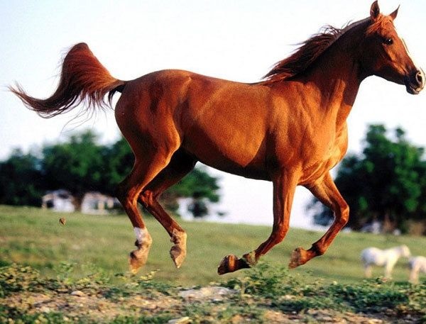 属鸡人与属马人关系怎样，90属马和93属鸡的配吗