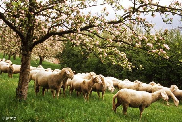 生肖羊一生的财运贵人，羊生肖一生中的贵人