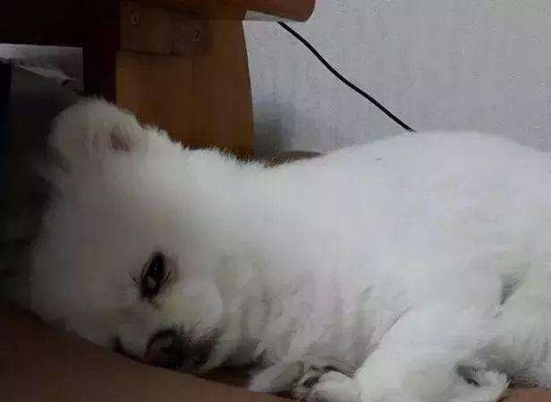 男狗女兔能过一辈子吗，男兔与女狗的婚配合适吗