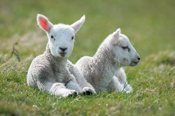 9年的羊是什么命,79年属羊女婚姻不顺吗"