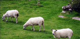 7年属羊何时走大运2022年，1967年的羊2023年的运势如何"