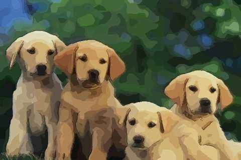 属狗的下半年运势如何，属狗人2022 年下半年运势