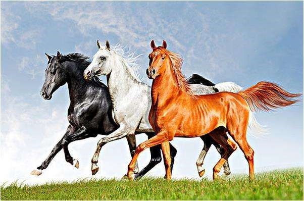 男属马的更佳配偶属相,生肖马男和什么属相最配