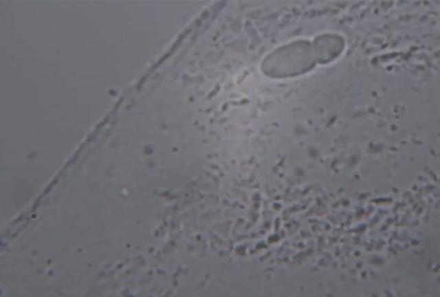 属羊男人喜欢吻哪里，怎样让属羊男最喜欢的女人