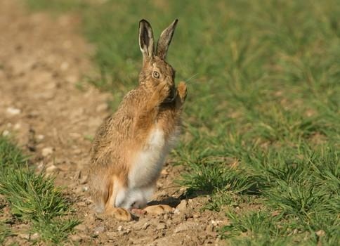 属兔的命运和财运怎样，2022 属兔的财运和运气如何