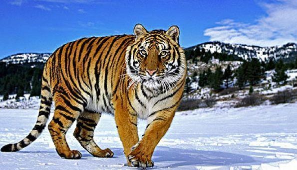 属虎婚配哪个属相更好,1998属虎的姻缘方位