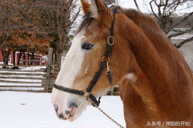 8年属马44岁婚姻状况女，1978在2022年的爱情运"