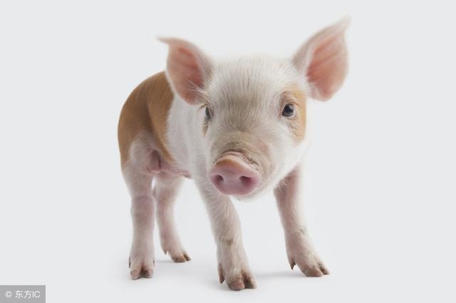 非常恩爱的生肖配对，恩爱的动物打一生肖