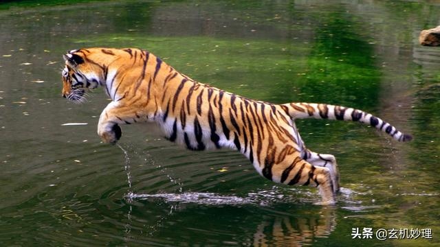 属马人今天运势，属马今年运势