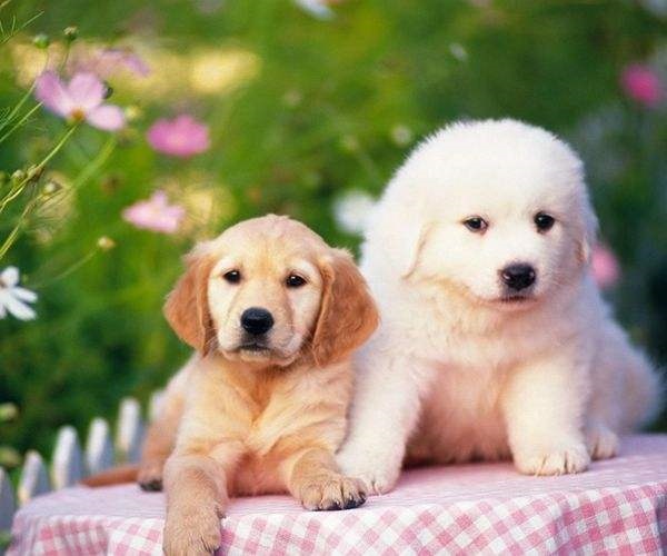 982年属狗女一生运势，82年狗2022