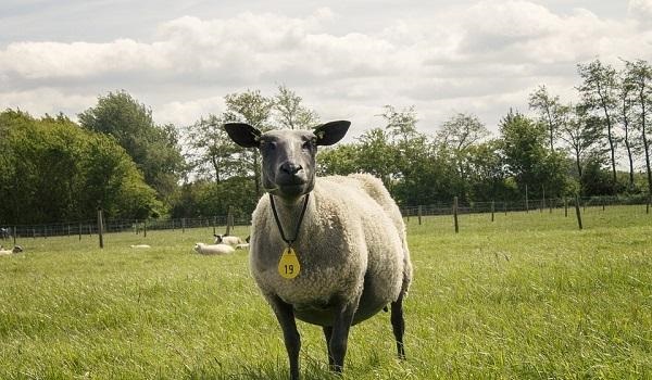 属羊的幸运数是什么，2022 年属羊的幸运数字