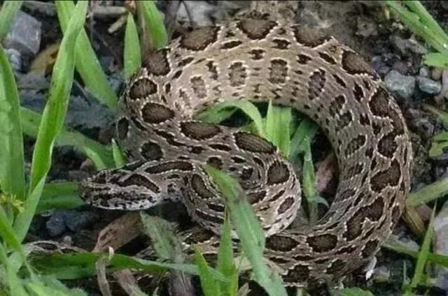 属蛇人要远离哪些生肖，属蛇一生要远离的属相