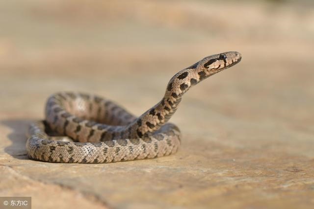 非常恩爱的生肖配对，恩爱的动物打一生肖