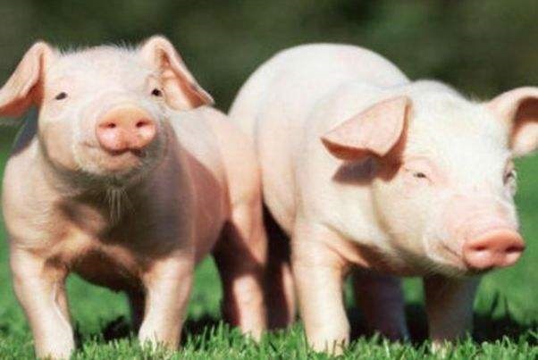 3年的猪37岁后命好，1983年属猪,一生劫数"