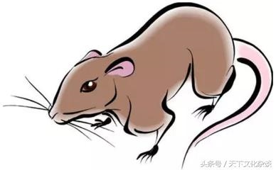 属羊哪个月份出生的男人更好，属鼠几月出生更好