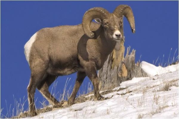 女人1979年属羊的婚配，79年属羊女的和什么属相最配