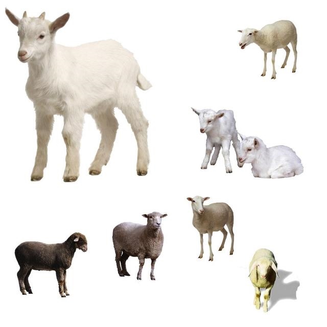 2岁数羊什么命，1979年属羊几月出生好"