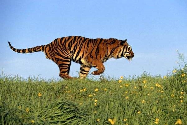 962年属虎人2022年运势，1962年属虎男2022婚姻如何"