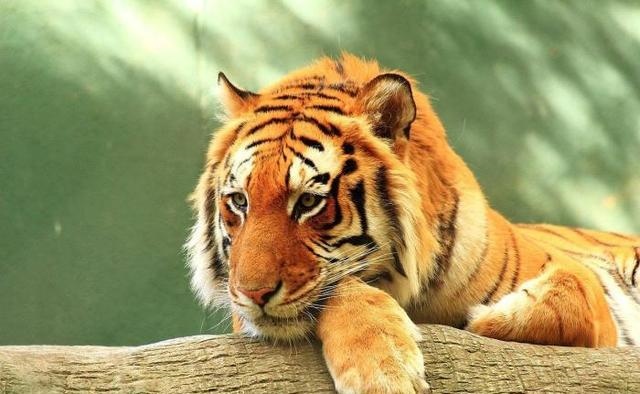 属虎62年今年下半年运势，1962属虎男2022 感情运势