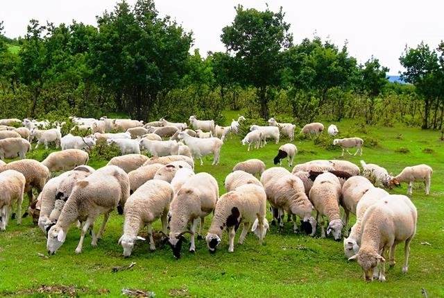 十羊九苦是什么意思，什么蛇是苦命蛇