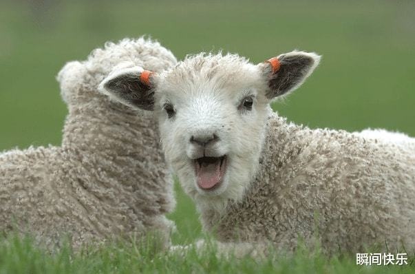 属羊的几月生的命更好，属牛人几日出生大富大贵