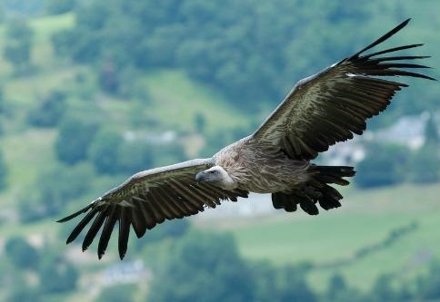 容易被女孩看上的生肖男，容易生男孩的生肖女
