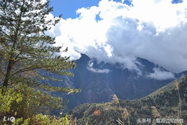 3年属牛2022年有三喜，2022年药士报名时间"