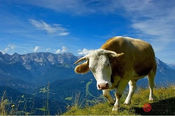 987年兔一生有几次婚姻，1987每属兔一生有二婚"