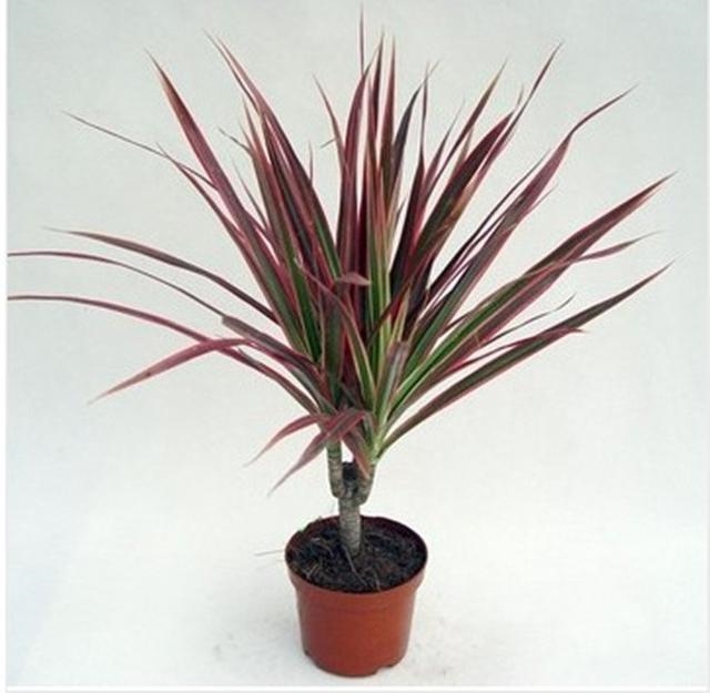 属羊店铺适合的方位，属羊2022 年的财运方向在哪