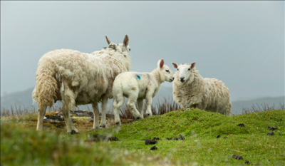 属羊的2022年多大了，属羊人2022年运势运程