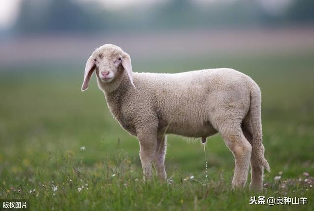 什么时候的羊更好，属羊人最富贵的出生日
