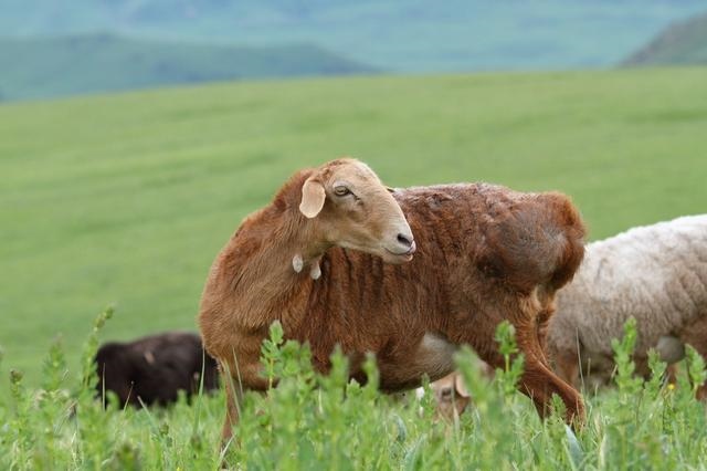 022年羊男的全年运势如何，91年属羊男2022年运势"