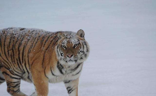 老人说属老虎的女孩不好,2022年必定生儿子的生肖