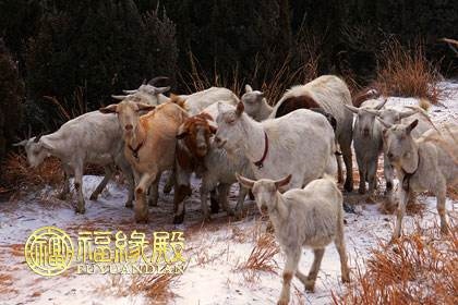 979年6月的羊的命运怎么样,两幕剧刻画了一个小人物悲剧性的一生"