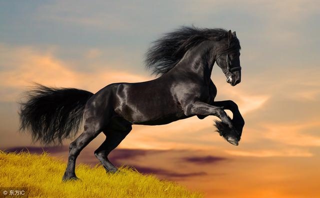 998属虎的和哪一年配，86年属虎36岁有一灾"