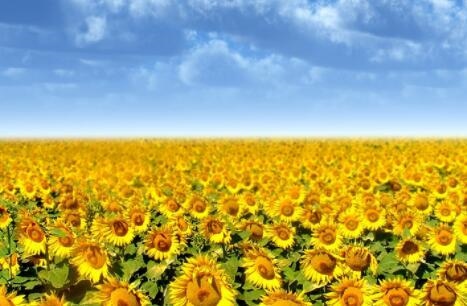 022年属羊人禁忌，2022年属羊的运气"