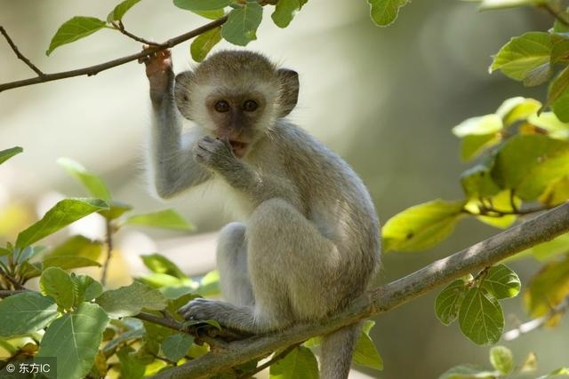 属猴的今天的偏财运好不好，属猴今日偏财运