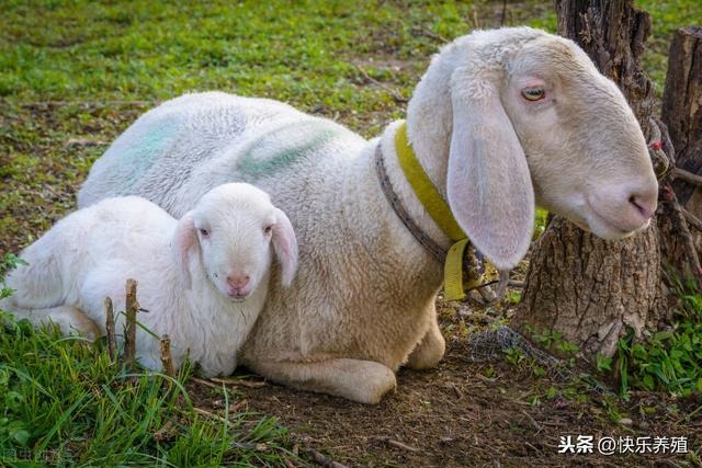 0后的羊多大了，属羊的今年多大2022