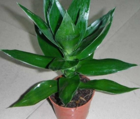 属羊店铺适合的方位，属羊2022 年的财运方向在哪