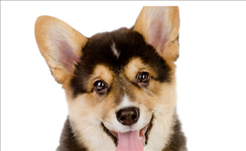 狗在2022年的运势如何，1982年女狗2022年运势