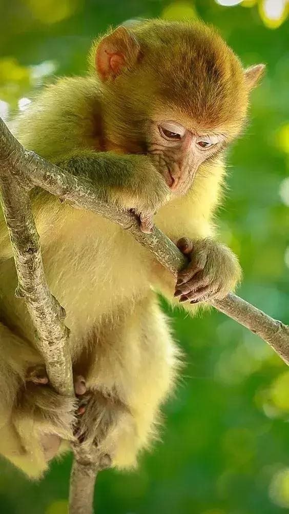 十二生肖的运势和婚姻，十二生肖今年的婚姻如何